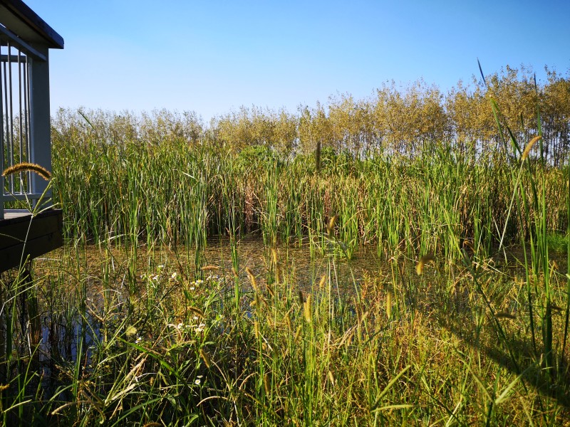 管湾国家湿地公园最新情况概览