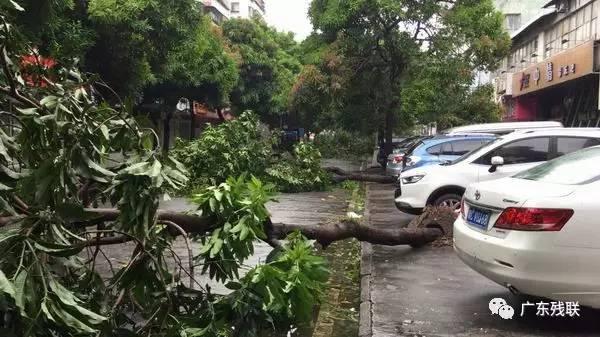 广东天鸽台风最新消息，实时动态与应对措施